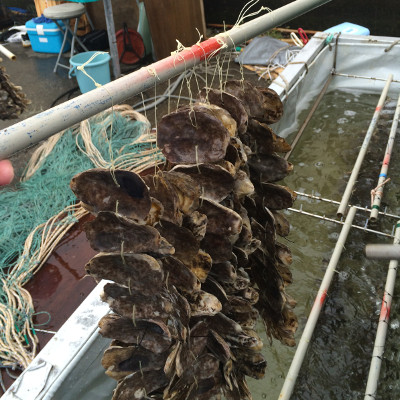 海苔の胞子を出させる