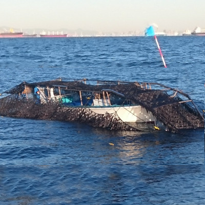 海苔を落とす収穫法